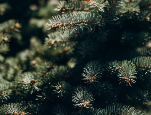 Biokom és Dél-Kom karácsonyfa gyűjtő járat